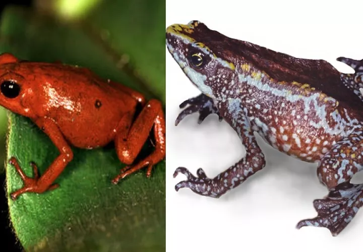 De izquierda a derecha: la rana  venenosa espléndida y la rana arlequín chiricana. Foto: STRI