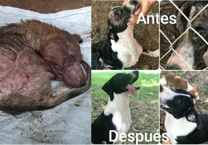 Los cambios y avances de las mascotas son evidentes. 
