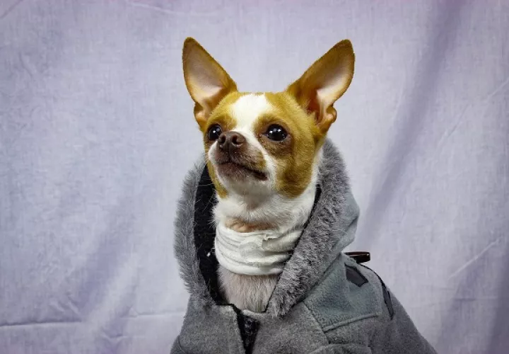 La ropa en los perros oprime levemente su espalda, cuello y cabeza.