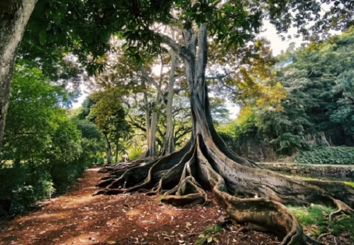Un estudio señala que la desforestación de los bosques avanza de manera progresiva. Foto: Ilustrativa - Freepik