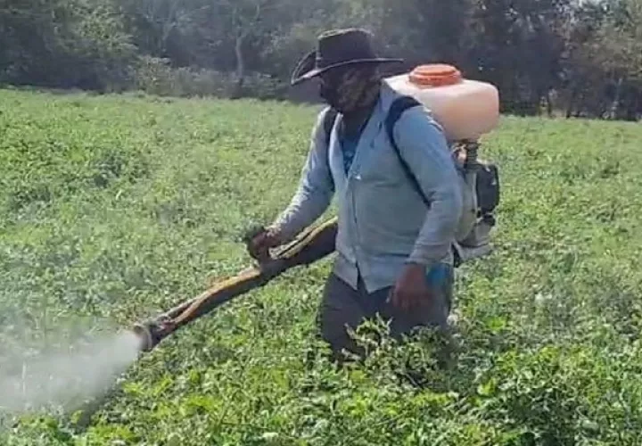 Este año los costos superan los nueve mil dólares, por lo que solicitan ayuda a las autoridades para que la cosecha sea rentable. Foto. Thays Domínguez
