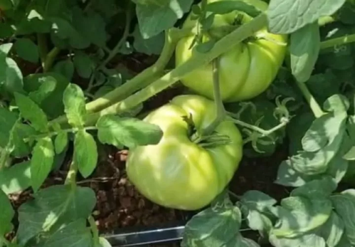 La planta de tomate es muy delicada, es un cultivo que no resiste la lluvia, ya que tiende a quemarse. Foto. Thays Domínguez