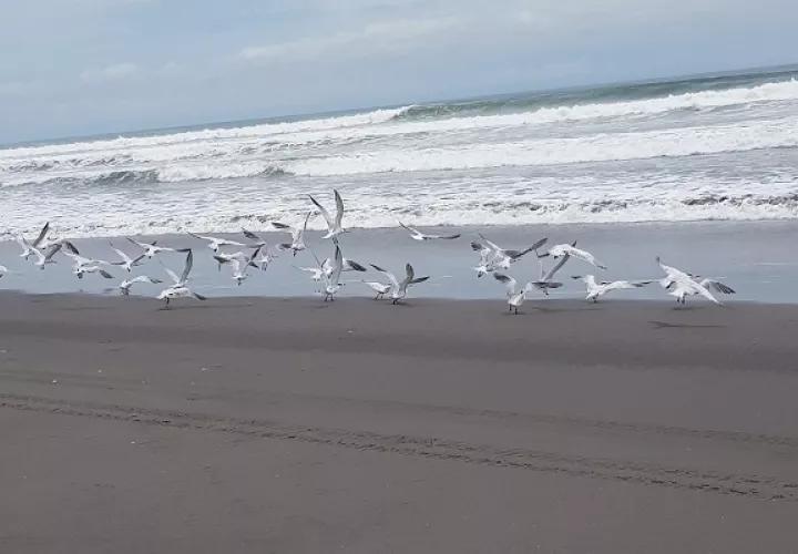 En Panamá se han identificado algunas zonas con potencial para la energía oceánica. Foto: Cortesía
