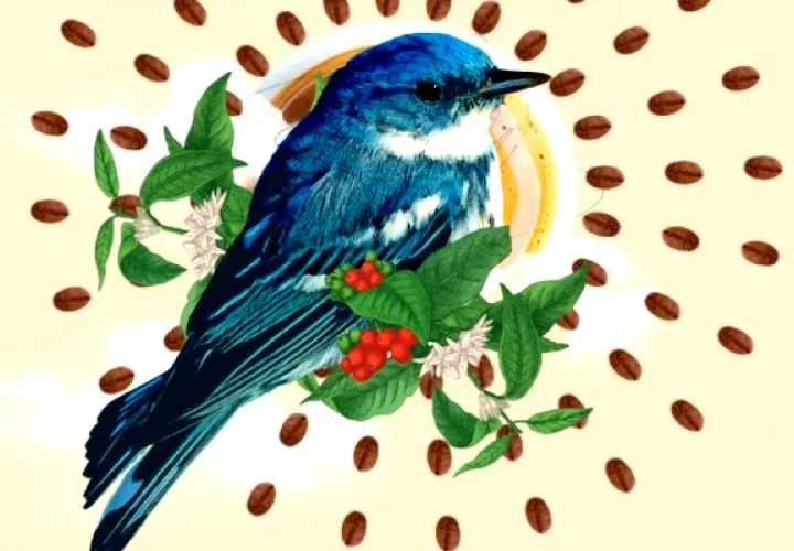 Las aves son aliadas para combatir las plagas de insectos que puedan afectar al cultivo del café. Foto: Cortesía Smithsonian