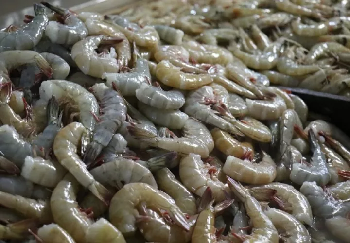 En Panamá hay dos periodos de veda del camarón. Foto: Cortesía Arap