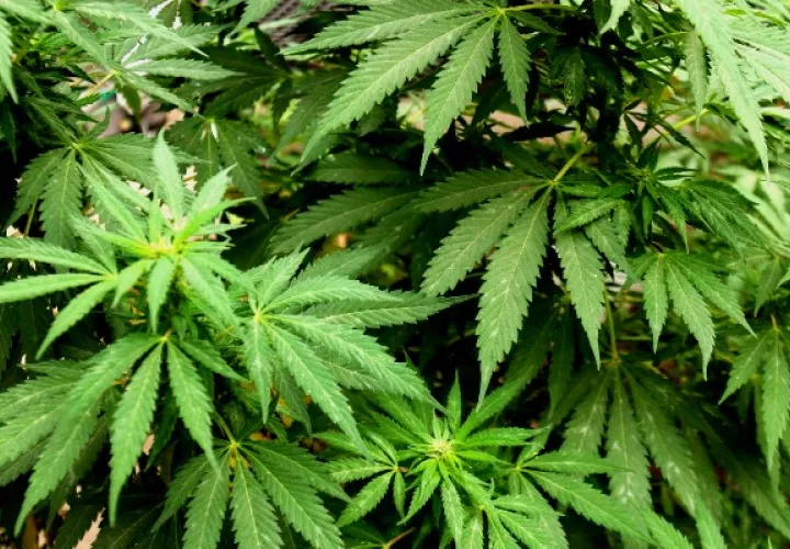 La ley dice que los cultivadores de cannabis con licencia temporal deben cumplir con ciertos requisitos. Foto: EFE