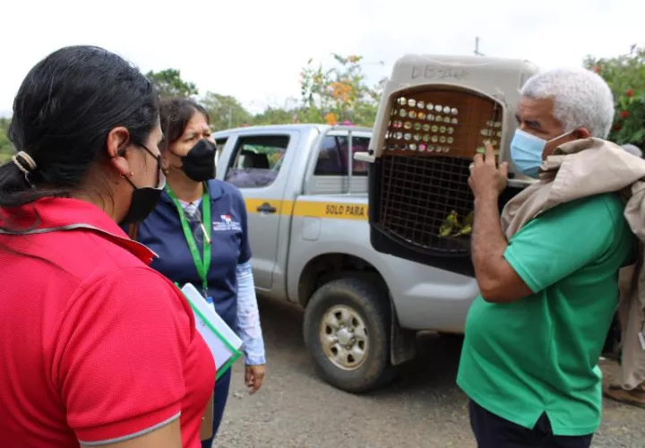 La captura, recolección, transporte y comercio de las especies silvestres, productos y subproductos, partes y derivados de la vida silvestre, sin autorización del Ministerio de Ambiente es prohibido, en todo el territorio nacional. Foto. Cortesía de MiAmbiente