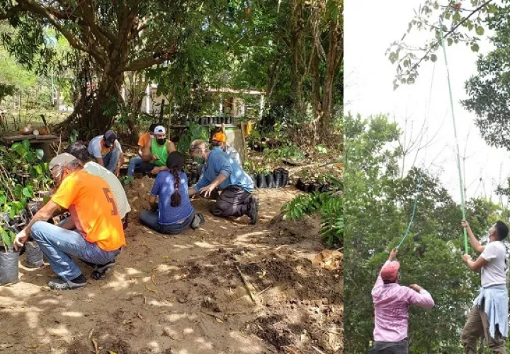 Las semillas luego se germinan en un vivero. Foto: Cortesía Pro Eco Azuero