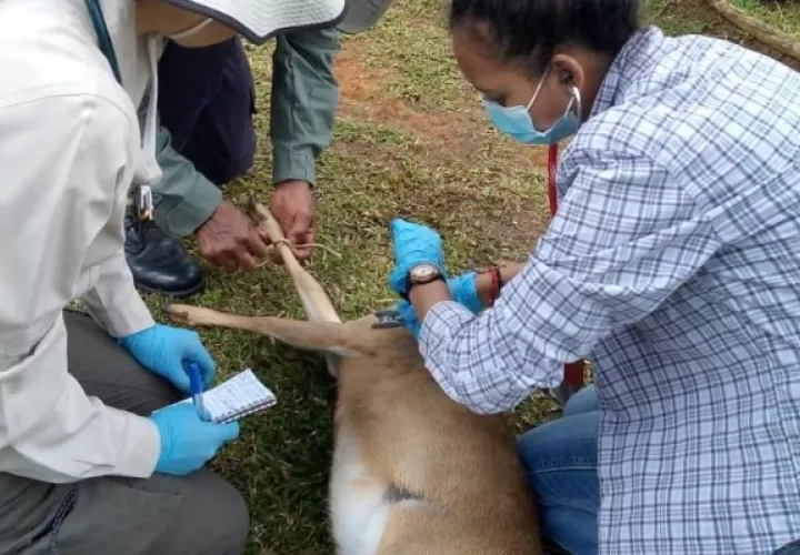 El venado cola blanca se encontraba atado con una soga al cuello. Foto. Eric Montenegro