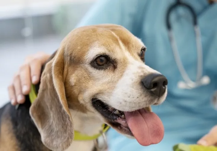 Las mascotas necesitan como mínimo 15 días de recuperación luego de una esterilización. Foto: Ilustrativa / Freepik  