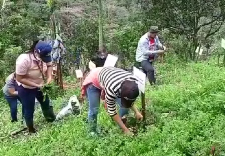El uso de bioles se hace en la localidad de Bajo Bonito, corregimiento de El Cacao. Foto: Eric A. Montenegro
