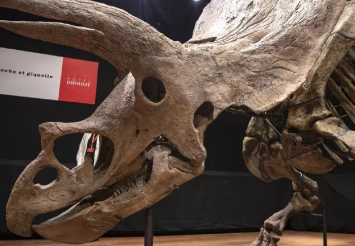 Los científicos sospechan que el dinosaurio sufrió tos, fiebre, dificultad para respirar. 