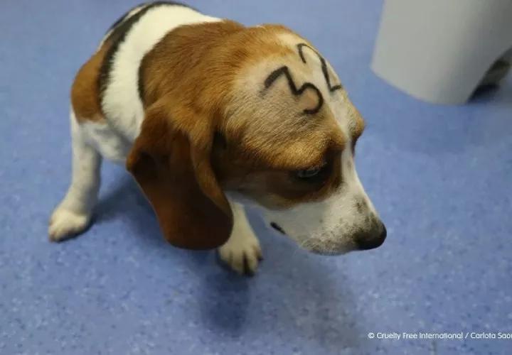 Las empresas farmacéuticas argumentaban que la experimentación con animales es vital para el progreso de las ciencias médicas. Foto: Cruelty Free International