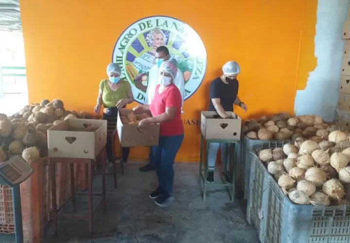Panamá exportó coco entre los años 2005 al 2013 cuando se generaron ingresos por valor de $3 millones 260 mil aproximadamente.