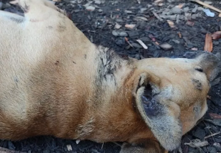 Unos 19 perros ya han muerto en las garras de estos animales silvestres. Foto: Melquiades Vásquez.