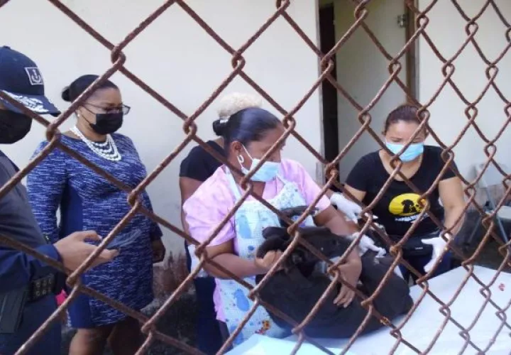 La Fundación Manchitas se dedica al rescate y protección de los animales. Foto: Grupo Epasa
