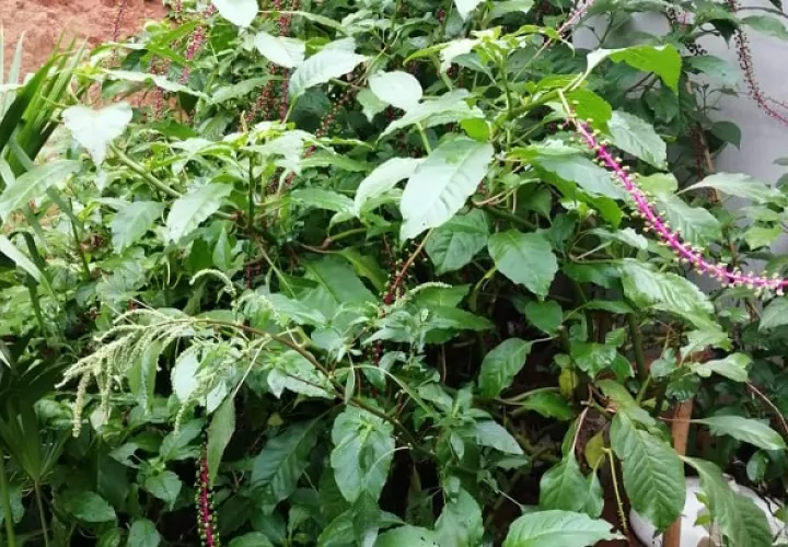 Planta de jiraca. Foto: Cortesía