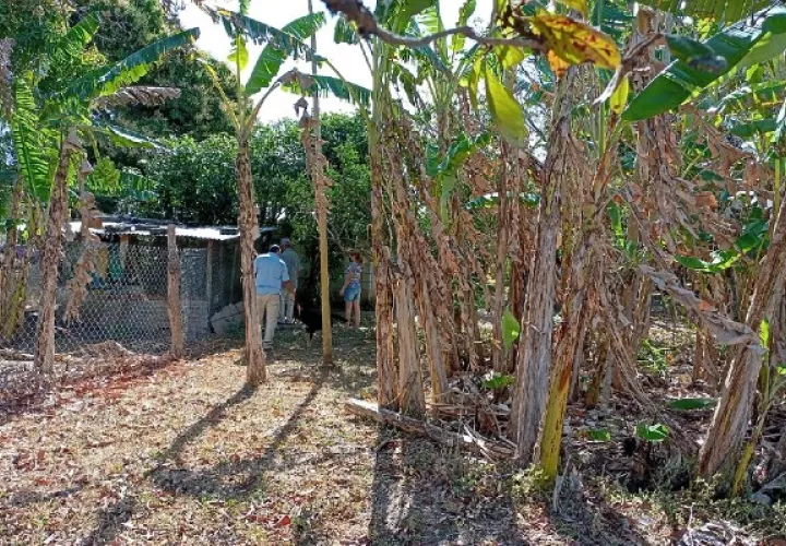 La inspección permitió encontrar múltiples factores de riesgo en los alrededores de la vivienda. Foto: Thays Domínguez