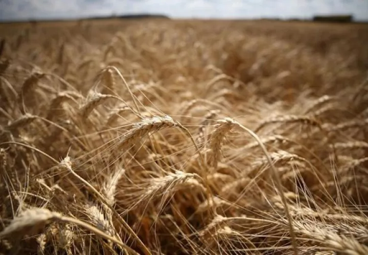 La agricultura podría  tener serias afectaciones por el conflicto bélico. Foto: EFE