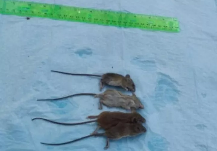 En la vecina provincia de Herrera se confirmó un caso en lo que va de este año, en una paciente del distrito de Pesé, que lamentablemente perdió la vida. Foto. Thays Domínguez