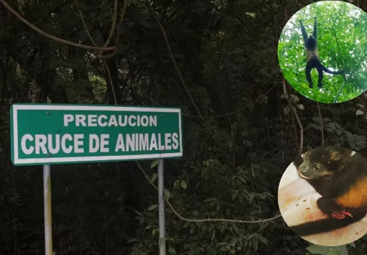 Los monos son los más afectados por la fragmentación de los bosques. Foto: Cortesía