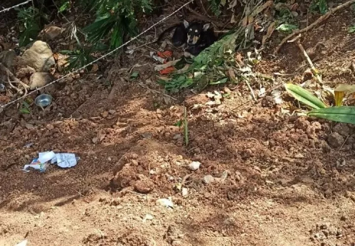 El perro presentaba una laceración en el cuello, producto del encadenamiento además de deshidratación y bajo peso. Foto. Eric Montenegro