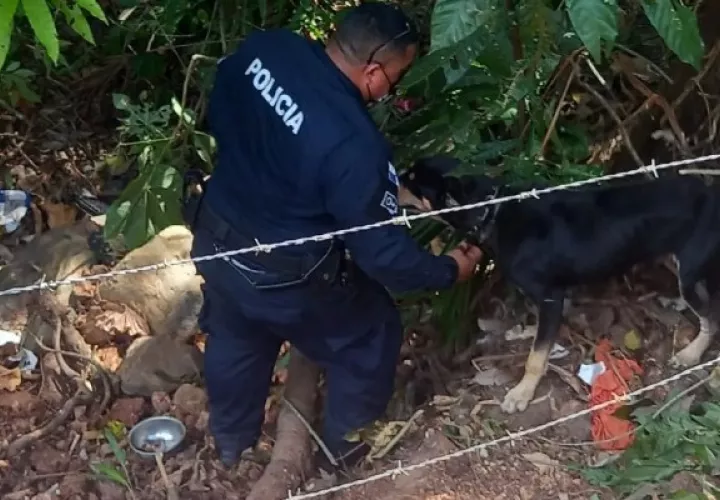 Las faltas como maltrato, abandono, negligencia y lesiones contra los animales implica multas de $500 a $1000 para los propietarios de las mascotas. Foto. Eric Montenegro