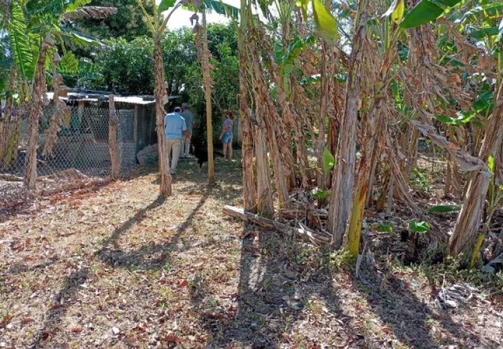 El año pasado en la provincia de Herrera se confirmó un solo caso de Hantavirus, ubicado en el distrito de Parita. Foto. Thays Domínguez