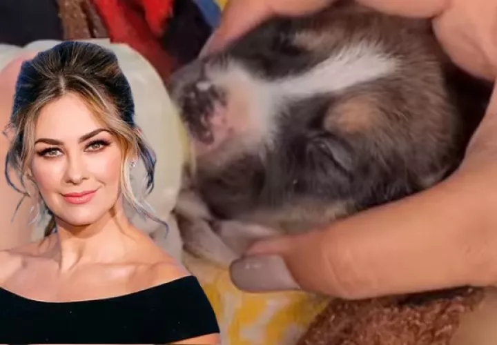 Aracely Arámbula espera que 'Happy' no pase más dolor. Fotos: Instagram