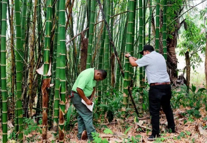 En una finca, en Panamá Oeste, se está desarrollando el manejo sostenible de una plantación de bambú. Foto: Cortesía