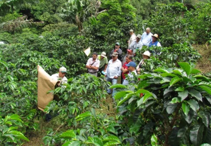 Los productores de Renacimiento, precisaron que este tipo de investigaciones son favorables, ya que permitirá mantener una producción amigable con el medio ambiente. Foto: José Vásquez