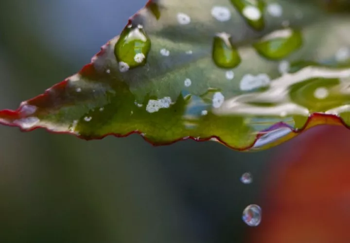 Coca Cola apuesta a sus proyectos de conservación ambiental, reforestación, tratamiento y acceso al agua. Foto: EFE