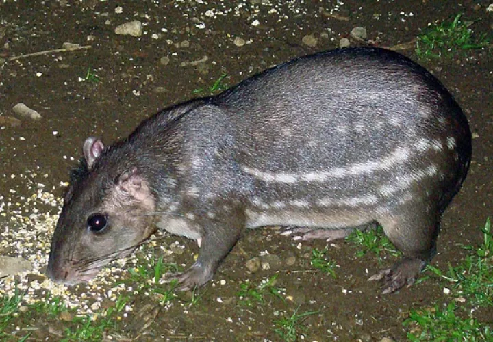 El conejo pintado forma parte del listado de especies  que buscan los cazadores. Foto: Biomuseo