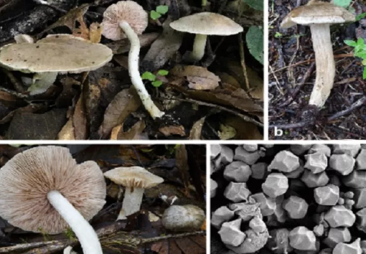 Las muestras de los nuevos hongos descritos se encuentran en el fungario de la Unachi. Foto: Cortesía Mycological Progress