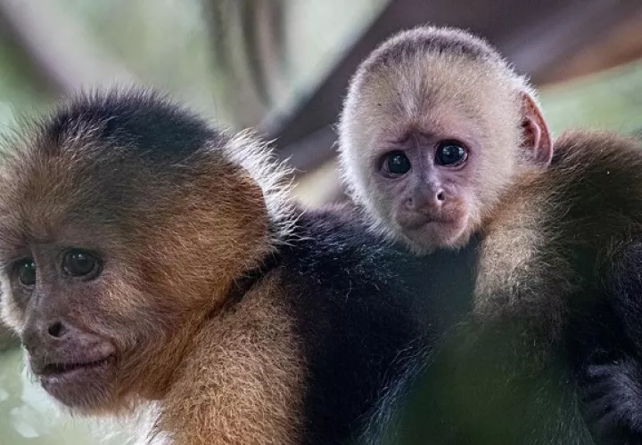 Panamá tiene  13 subespecies de primates no-humanos. Foto: Smithsonian