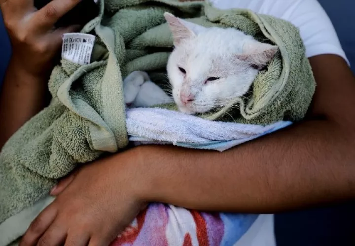 Más de cien animales esterilizados. Foto: Cortesía