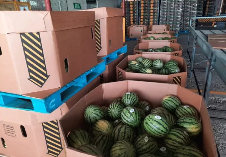 En la planta de empaque las sandías seleccionadas se empacan en cajas de cartón de 15 kilos cada una y para el mercado de Estados Unidos, se utilizan cajas de mayor tamaño con un peso de 408 kilos cada una en respuesta a la demanda de sus clientes. Foto: Cortesía