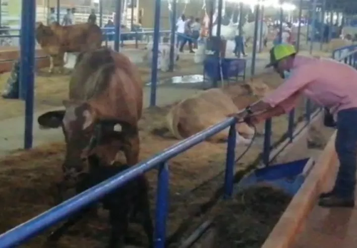 El hecho se registró pasadas las 8:00 de la noche, ante la mirada atónita de los visitantes que recorrían esta sección del evento ferial y quienes no parpadeaban observando el nacimiento del animal. Foto. Mayra MAdrid