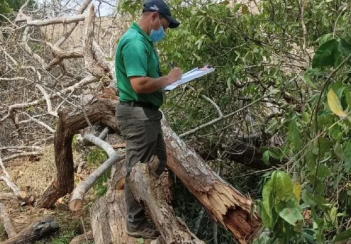 Los hechos se dieron en la comunidad de Peña Prieta en Sábana Grande de Pesé, y tras la rápida acción de la comunidad, se impidió que la madera fuera sacada del sitio. Foto. Thays Domínguez