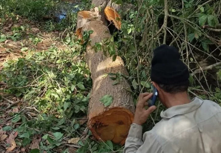 Una persona, quien conducía un tractor contratado para cometer el ilícito, logró ser puesto a órdenes de las autoridades, luego que se identificó el vehículo a través de un video. Foto. Thays Domínguez