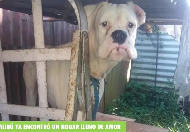 Malibú, que es sordo, fue abandonado en el matadero de Soná. Foto: Juliette Chang