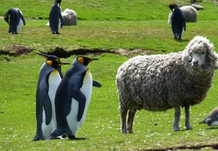 En las islas, cuyo idioma es el inglés, es muy famosa la cría de ovejas.