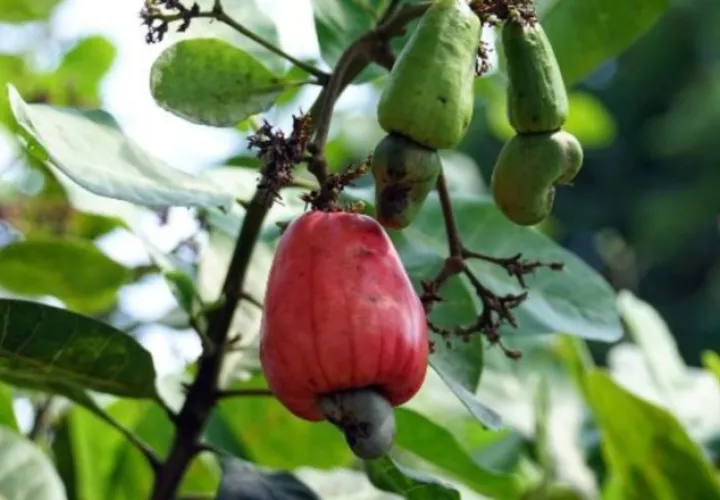 El cultivo del marañón en Panamá se da principalmente a través de huertos familiares. Foto: Universidad de Panamá