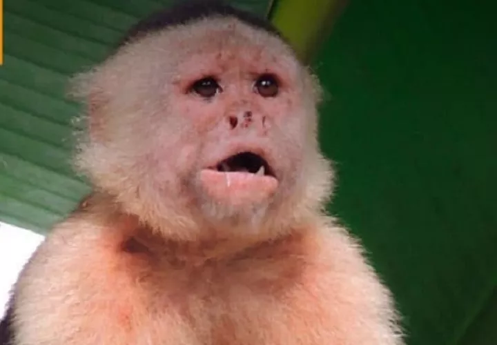 Los monos están expuestos a situaciones de abuso. Foto: FC_Primates_Panama