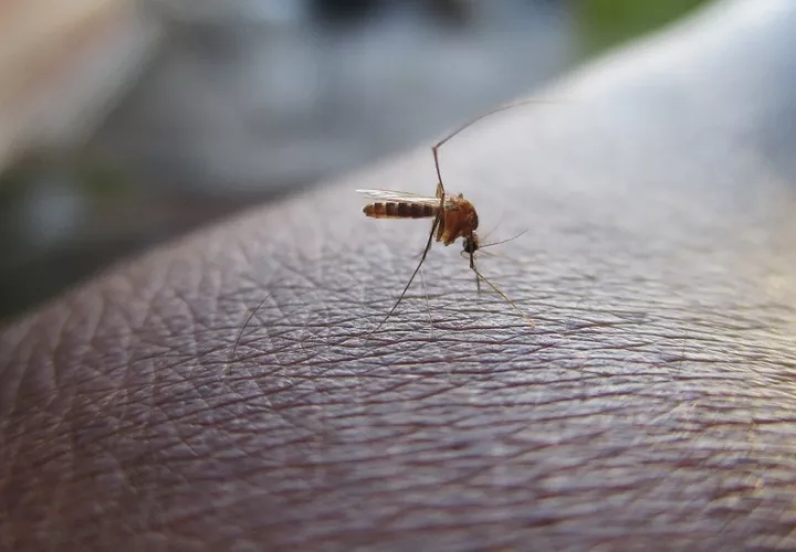 En verano estos insectos pululan chupando sangre. Foto: Pixabay/ Ilustrativa