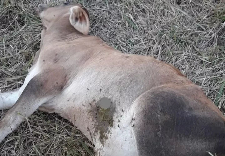 El ganadero precisó que semanas atrás ubicó en otro punto de la finca un venado con el mismo tipo de disparo. Foto. Eric Montenegro