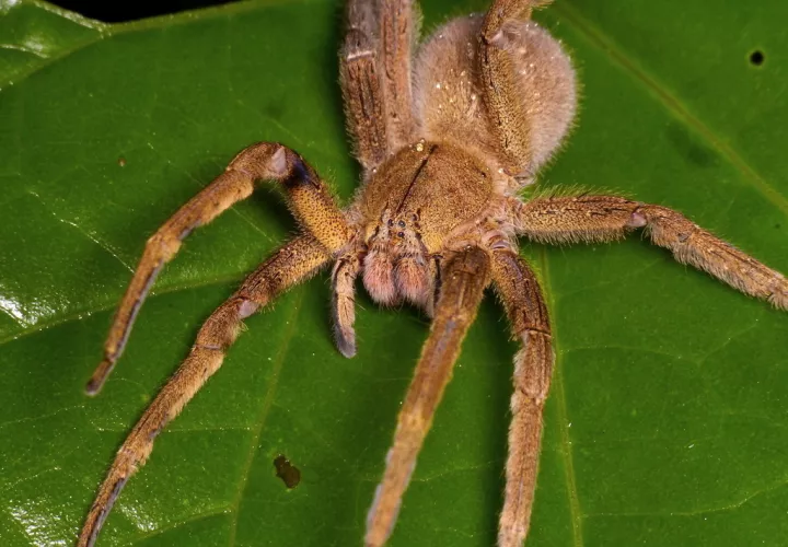 La araña del banano o phoneutria tiene un veneno muy dañino.