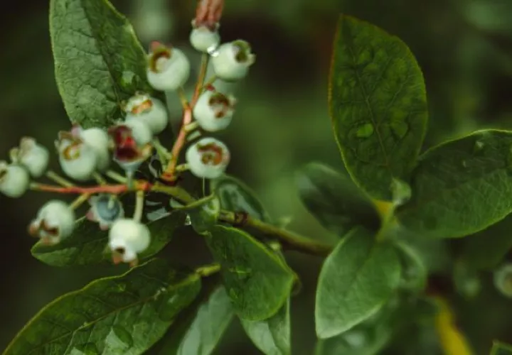 Estas plantas se ven afectadas por causas antrópicas. Foto: EFE