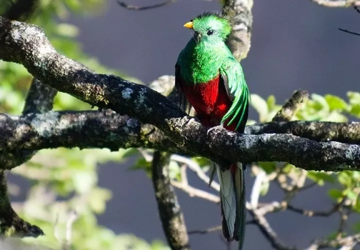El nombre del quetzal viene del náhuatl quetzalli: hermosa pluma. Foto: Pixabay