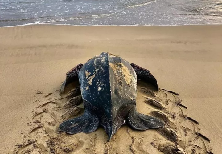 tortugas-playa-turtle.jpg